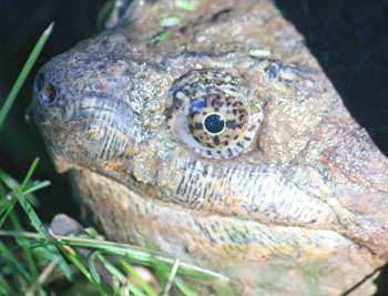 Snapping Turtle Eye
